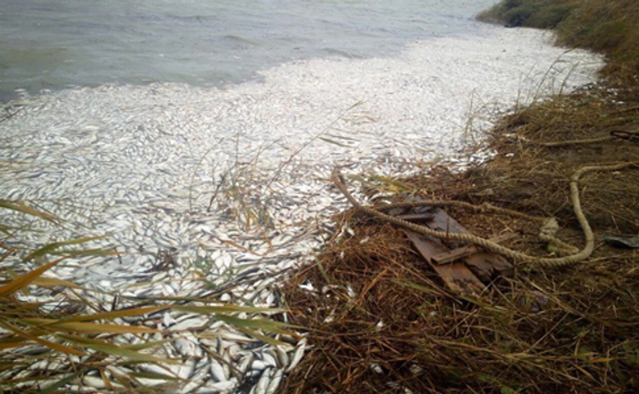 Названа причина массового мора рыбы в Херсонском карьере