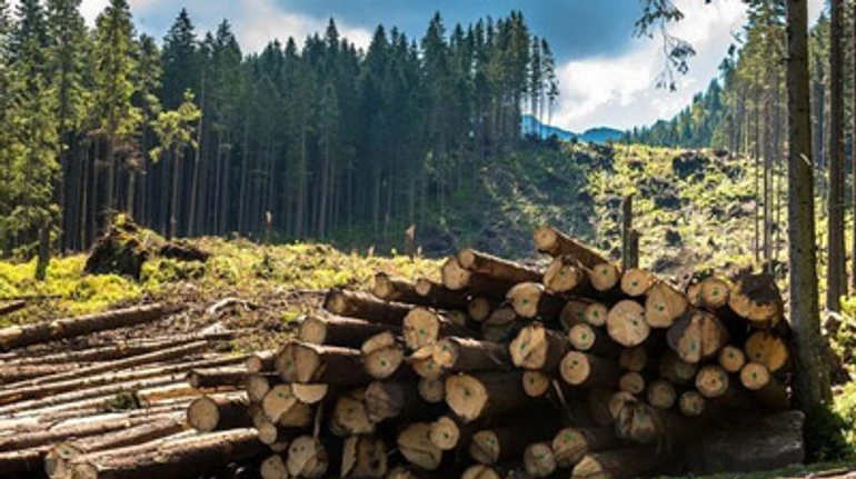 Фокус з кругляком: чому не припиняються незаконні вирубки лісу