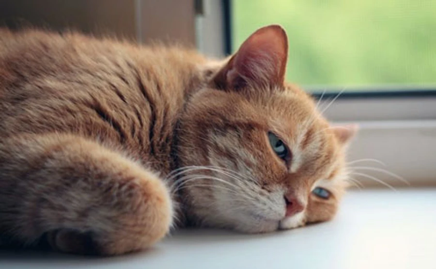 Дождь с мокрым снегом и +19°: четверг в Украине будет контрастным