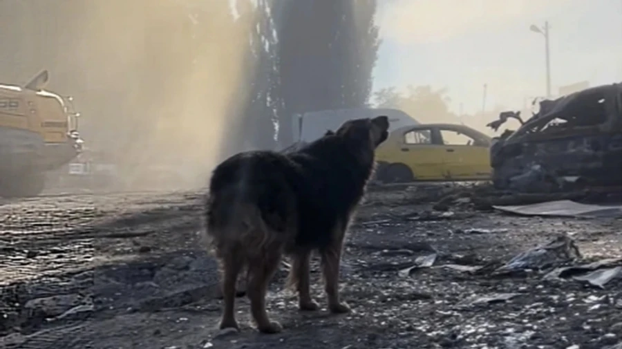 Emergency workers take in dog that searched for her owner for two days in ruins of Kyiv building – videos