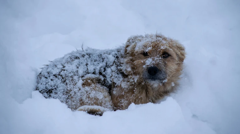 Мороз убивает: как понять, что бездомному животному холодно, и как ему помочь