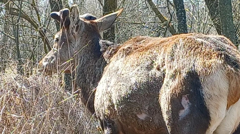 Отдалился от людей: что известно о состоянии звездного оленя Бориса, который пережил наезд автомобиля