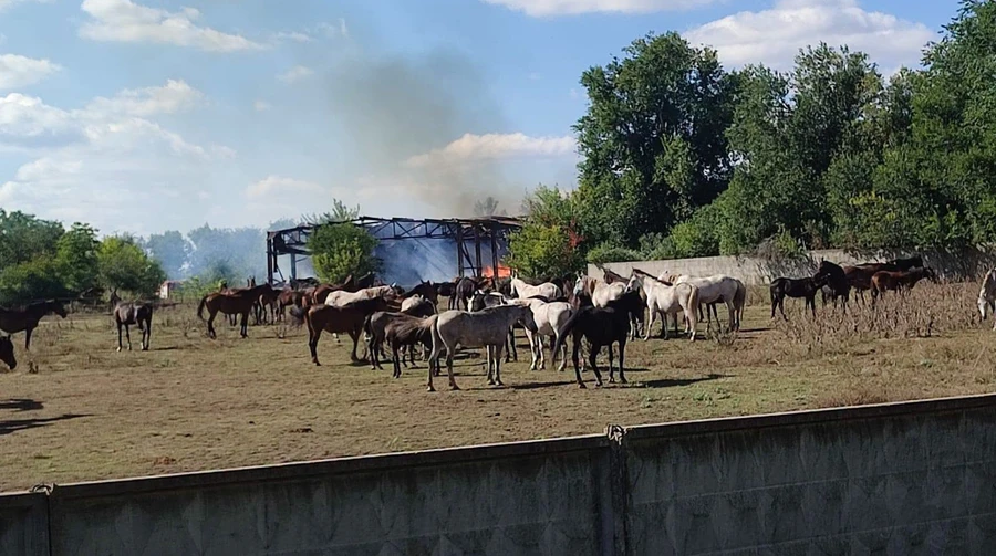 Russia hits 90-year-old stud farm in Kharkiv Oblast twice in a week – photo