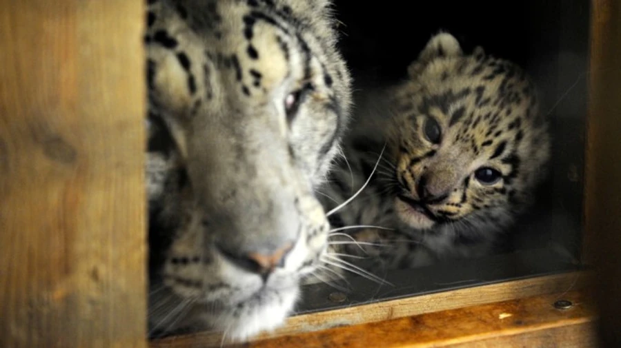 Снігові барси померли від ковіду в одному із зоопарків США