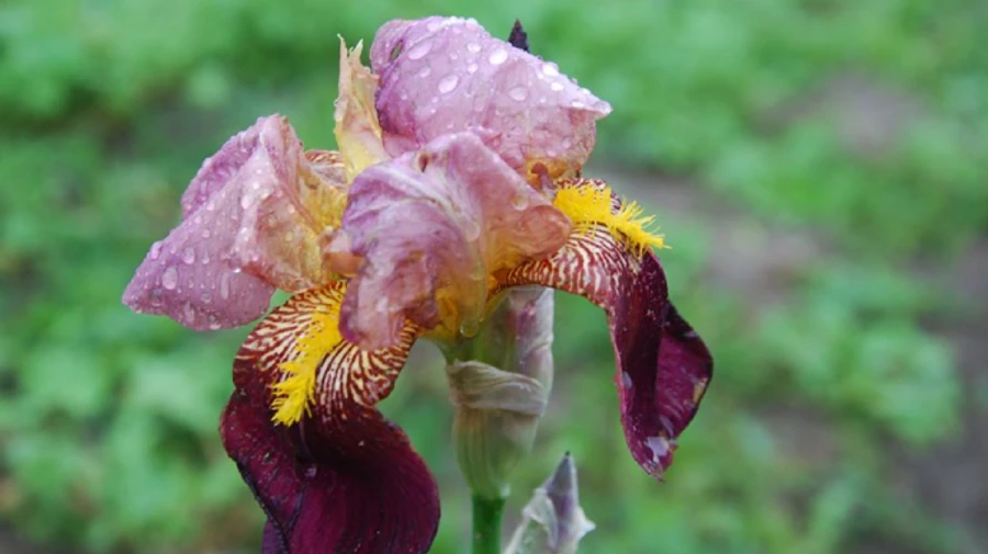 Короткочасні дощі пройдуть в Україні найближчими днями, місцями – гроза