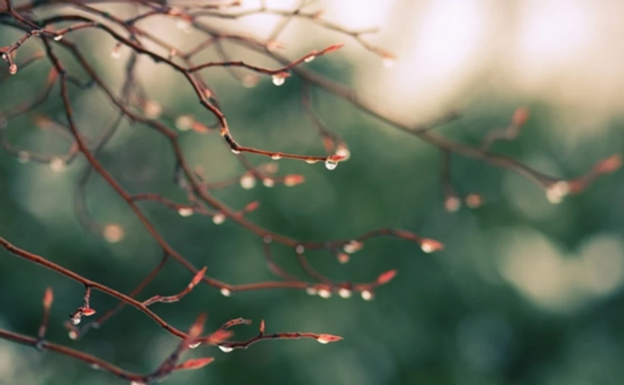 Синоптики обещают весну почти по всей Украине