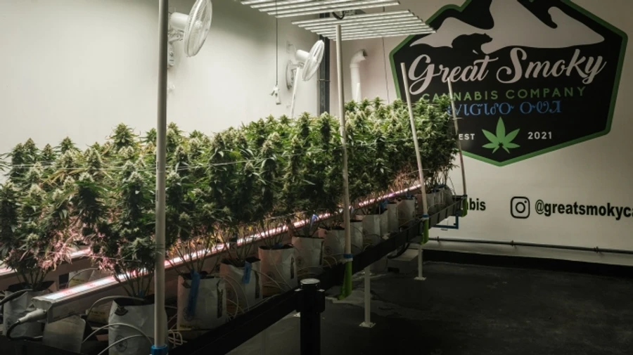 У Флориді провалився референдум за дозвіл вживати марихуану