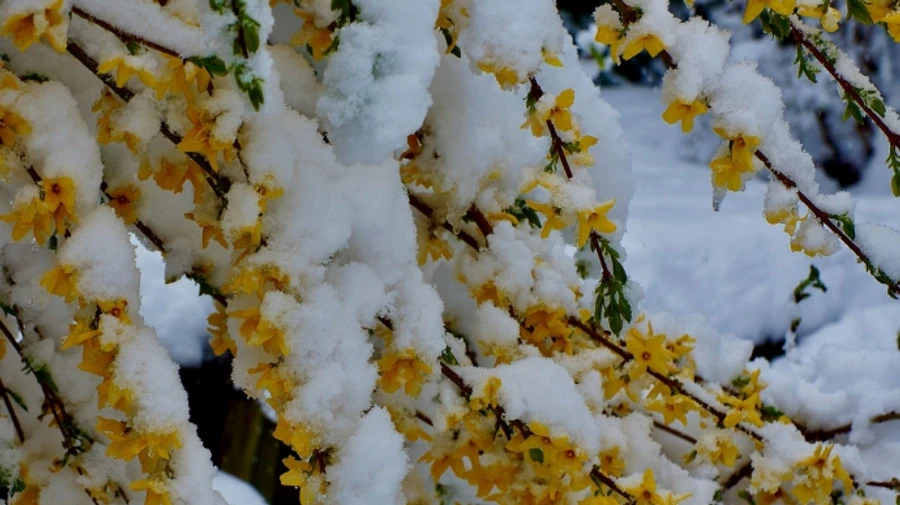 В Украине еще несколько дней будут дожди и небольшой снег