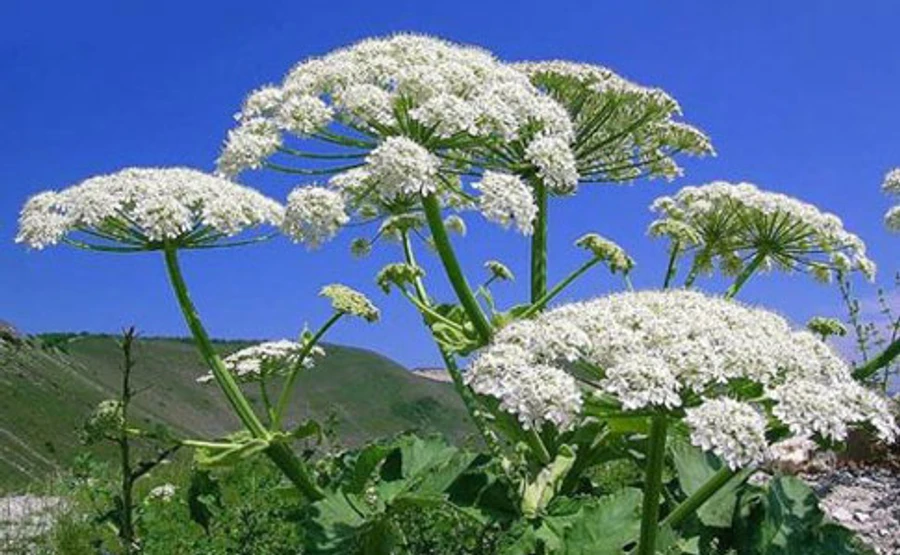 Діти на Чернігівщині отруїлися небезпечною рослиною – поліція