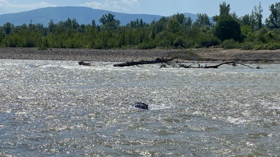 Плив річкою без ознак життя прикордонники дістали з Тиси потопельника