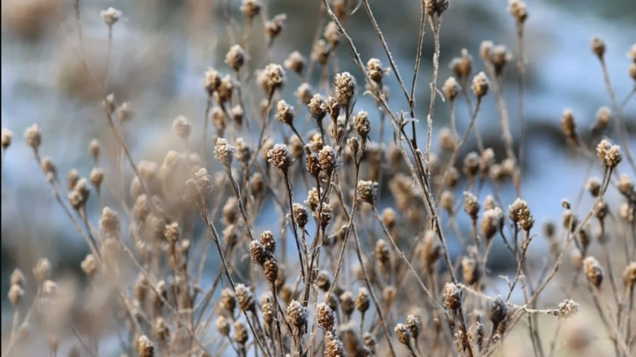 На выходных в Украине до -5, в понедельник на западе дожди