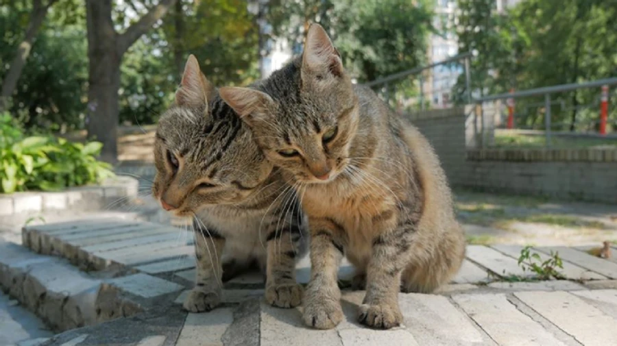 Синоптики обіцяють теплий тиждень