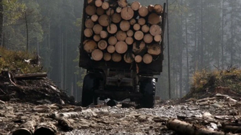 Стільці для IKEA з українського бука: як незаконно вирубують карпатський ліс