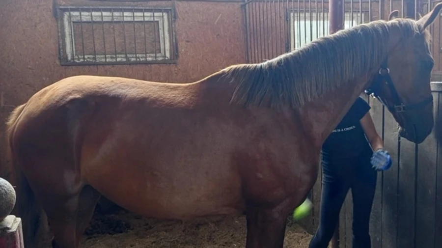 Details emerge about horses killed in Russian attack on Kyiv Oblast – photo