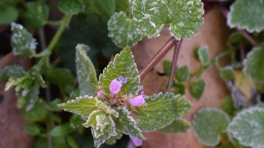 В Україну йдуть нічні заморозки 