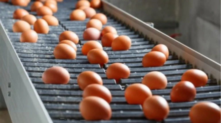 В прошлом году Украина экспортировала два миллиона яиц в год