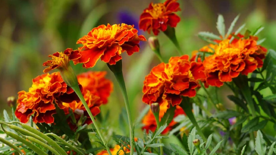 Осінь близько: уночі температура опускатиметься до +5°