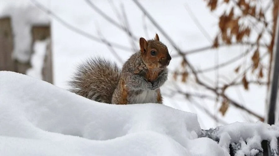 Температура в Украине будет прыгать от -29 до +3