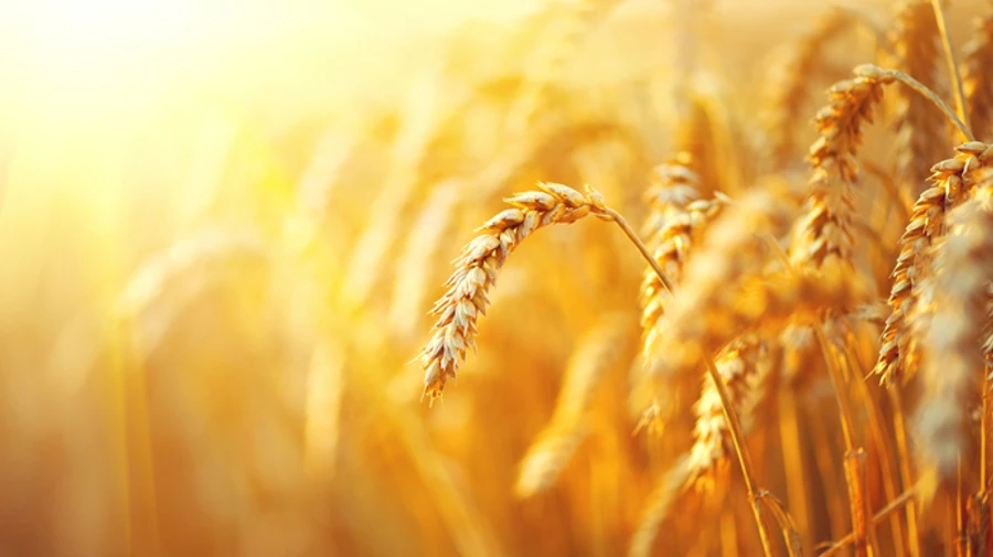 Синоптики предупреждают о дождях на западе и опасной жаре на юге и востоке