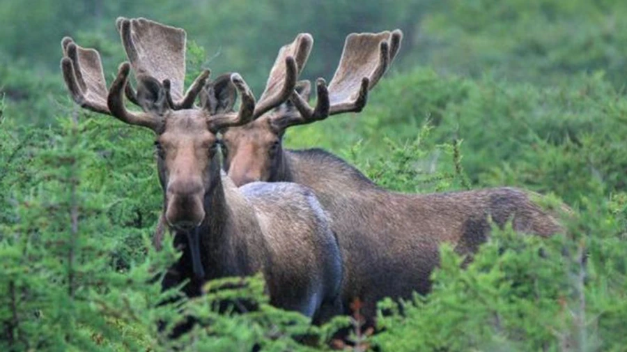 З Чорнобильської зони хотіли вивезти 60 кілограмів лосячих ріг