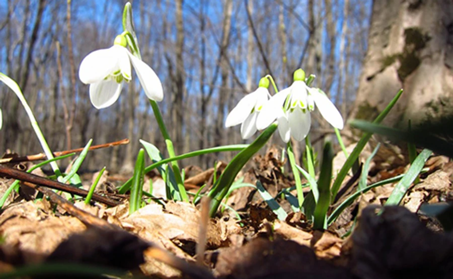 Справжня весна: в середині тижня в Україні до +18
