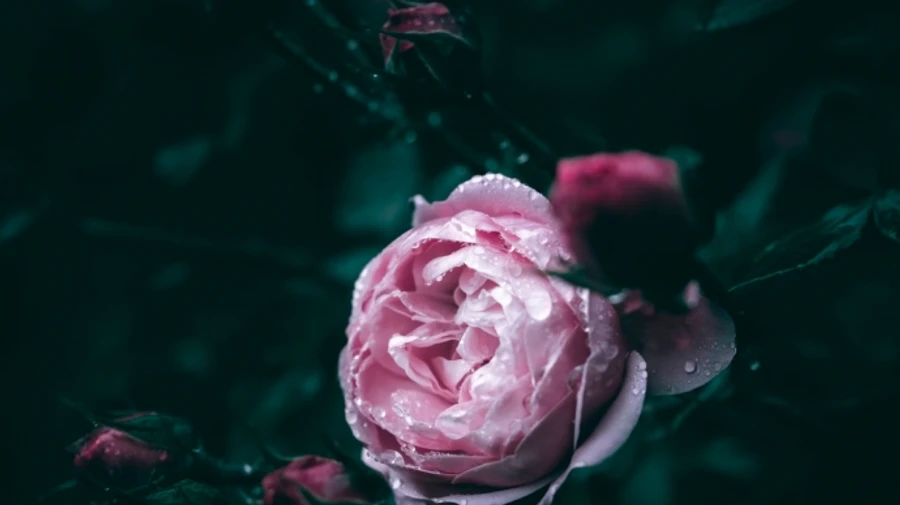 В Україну прийде прохолода і трохи дощів