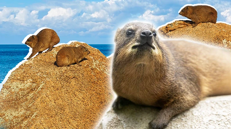 Зубастик, которого упоминают в Библии: 12 удивительных фактов о самом маленьком родственнике слона