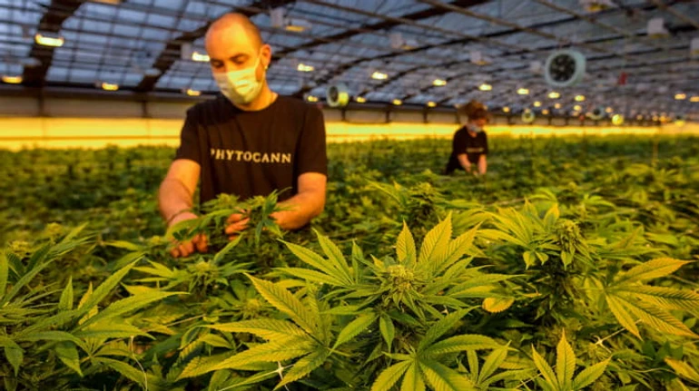 Чому у Франції легалізували і навіщо борються з легкими коноплями