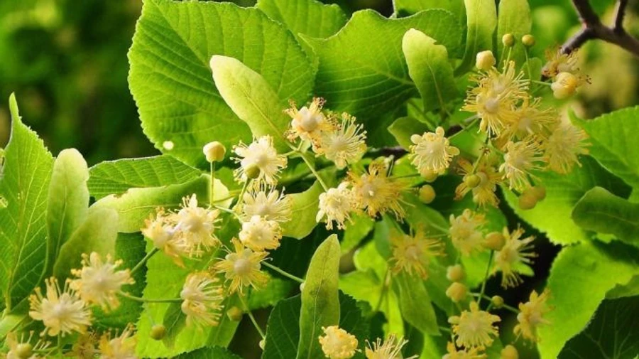 Климатологи: нынешний май был самым теплым в истории