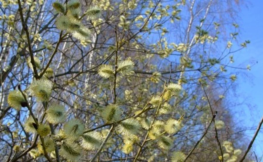 Температура підскочить до +20° – синоптики