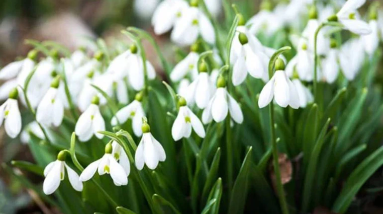 Захотілося букету з пролісків? Чому не варто зривати первоцвіти та як за це можуть покарати