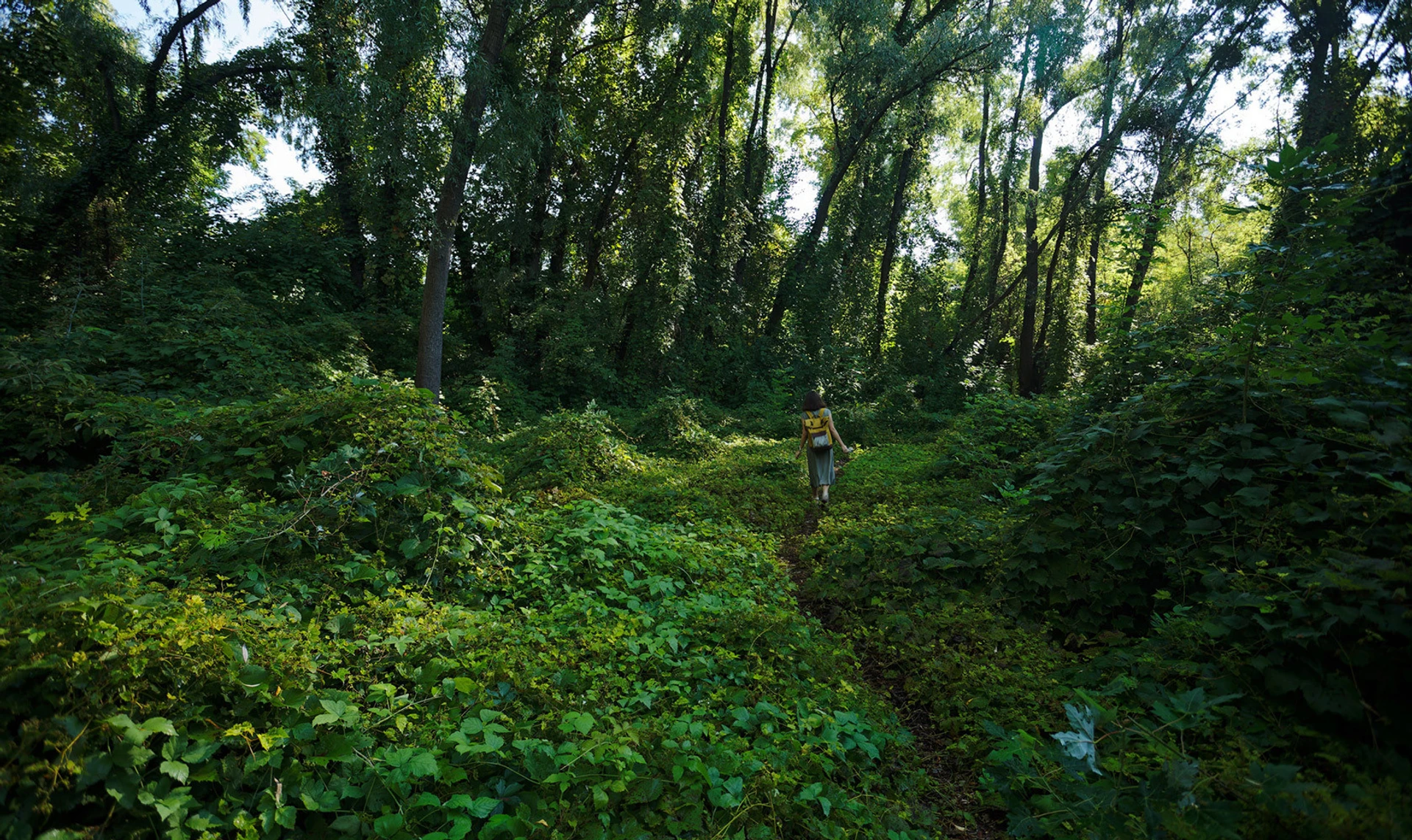 Был боксер, которым я гордилась – стал мэр, за которого стыдно. Как киевляне борются за сохранение Горбачихи