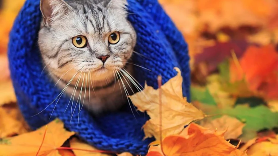 В Україну йде похолодання, у Карпатах очікують мокрий сніг