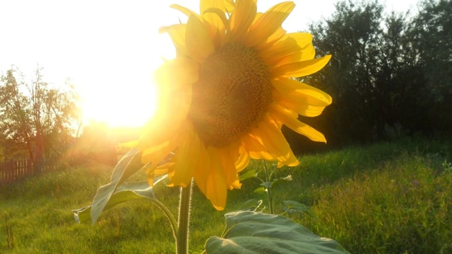 Синоптики обіцяють спеку на вихідні