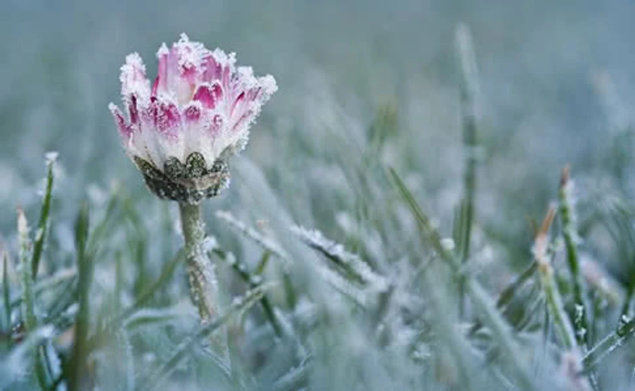 ДСНС попереджає про заморозки по Києву та області