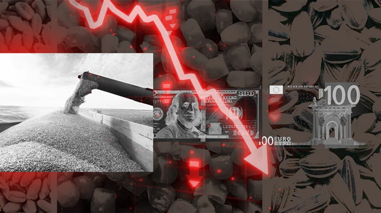 Урожай меньше, а доходы больше. Особенности жатвы 2024 года