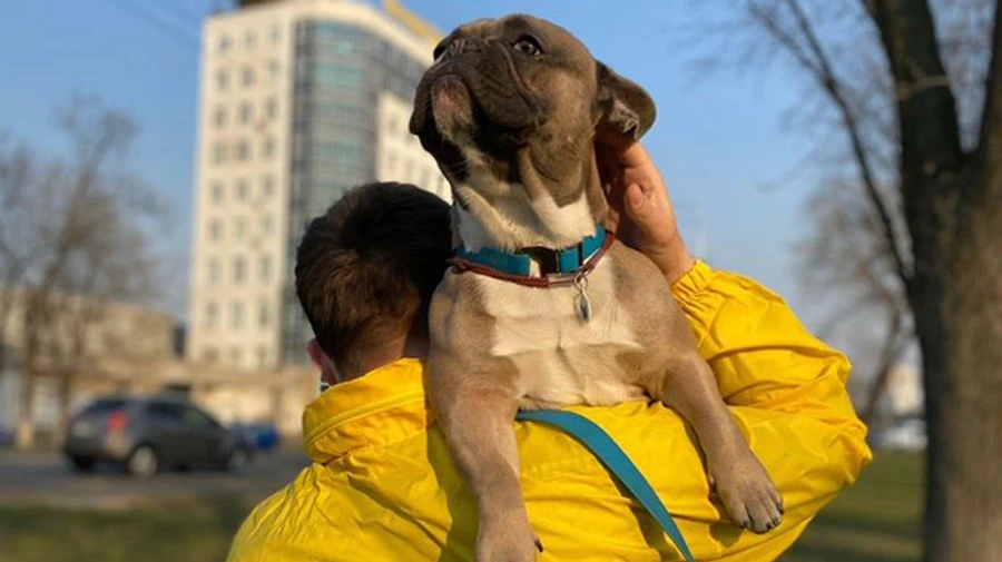 Загибель цуценят під час перельоту: МАУ тимчасово відсторонила главу дирекції з вантажоперевезень