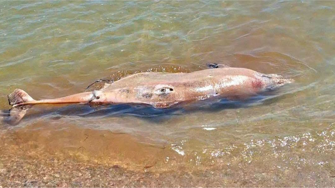56 dead dolphins in a month: Scientists warn Black Sea ecosystem is at breaking point