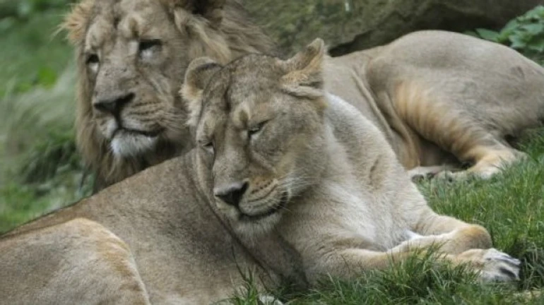 В европейском зоопарке – вспышка коронавируса среди животных