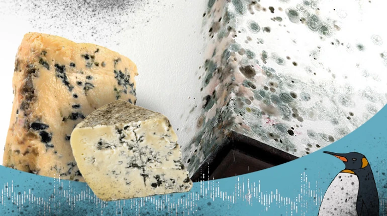 Страшная-престрашная плесень! Или что делать, когда грибы растут на ваших стенах