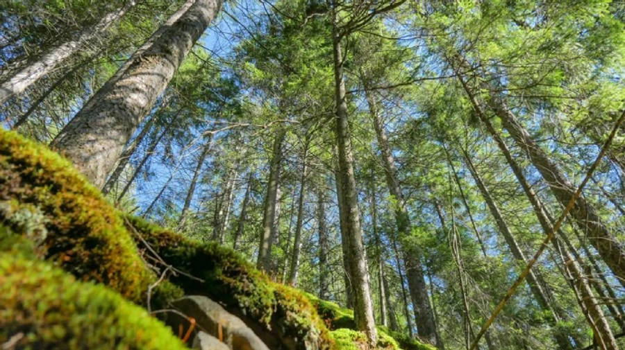 Рано грустить по-осеннему: на выходных потеплеет