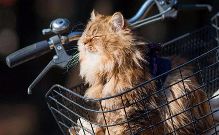 Антициклон подарує Україні майже весняну погоду