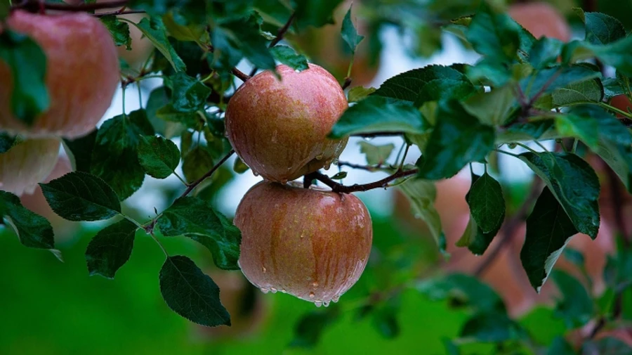 У середу в Україні буде сухо, а з четверга прийдуть дощі  