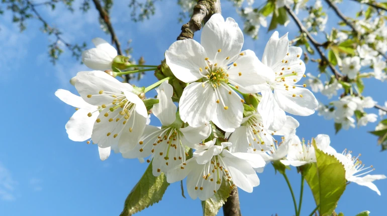 У понеділок в Україні невеликі дощі, вночі подекуди заморозки