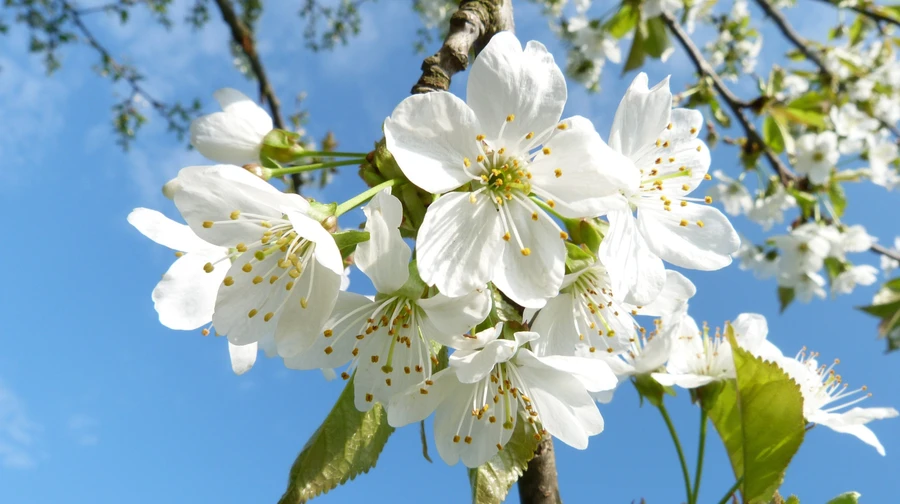У понеділок в Україні невеликі дощі, вночі подекуди заморозки
