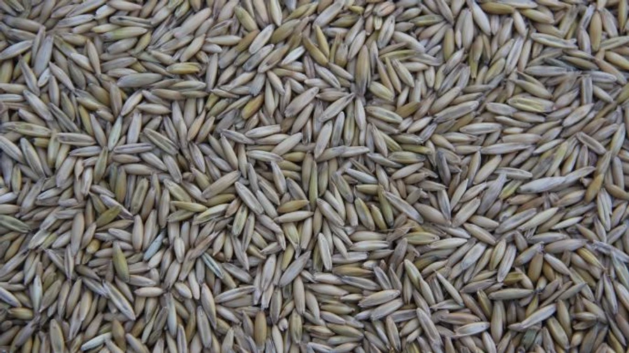 Болгарія обмірковує заборону імпорту зерна з України