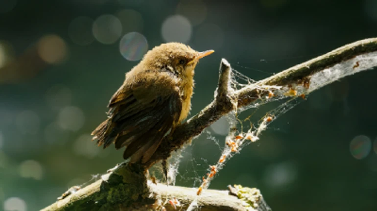 Смотрите, какая дичь!. Что скрывают заросли Совских прудов, и можно ли спасти зеленый Киев