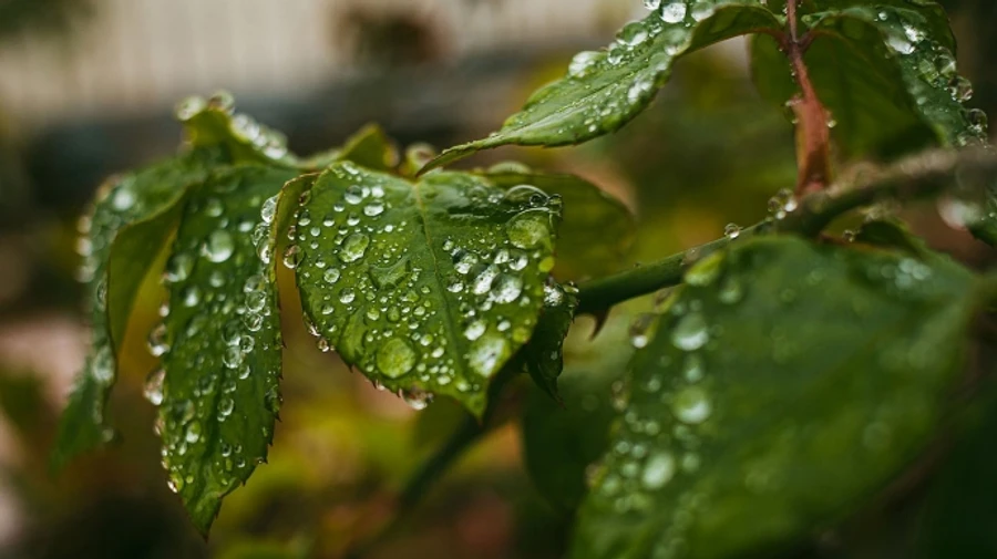 Июнь придет с дождями, но осадки прогнозируют не везде