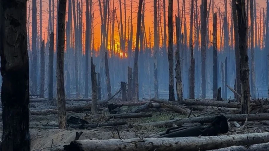 Craters amidst burnt trees: Ukraine's National Guard posts video showing state of botanical reserve in Luhansk Oblast