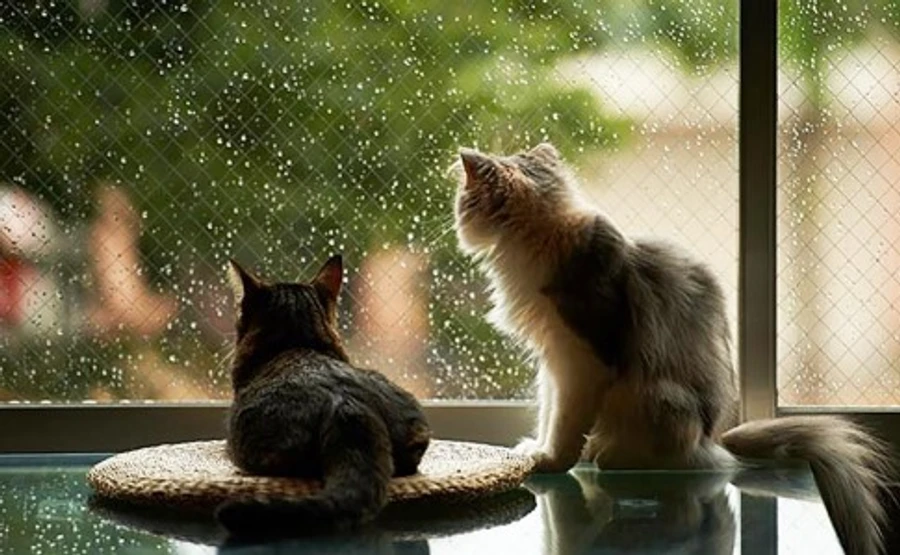 Синоптики прогнозують українцям дощі